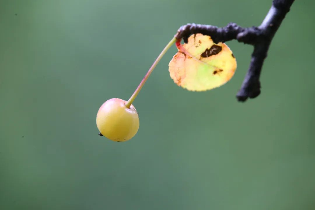 DƬ